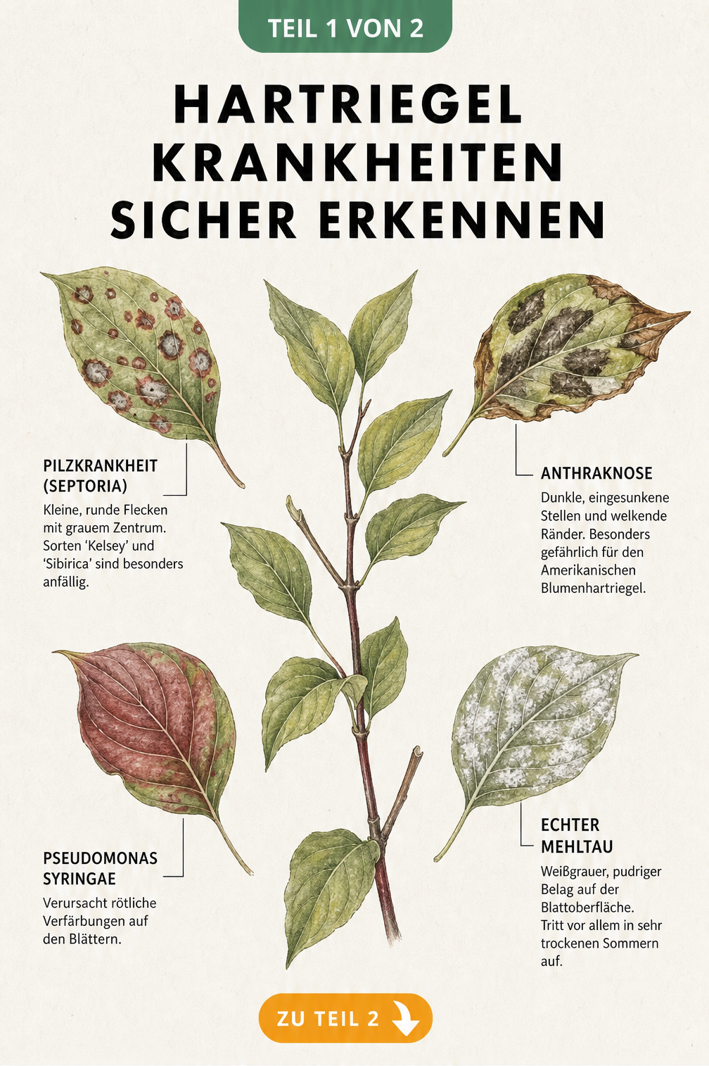 Illustration eines Hartriegel-Zweigs mit vier verschiedenen Schadbildern auf den Blättern: Pilzkrankheit, Bakterienbefall, Anthraknose und Echter Mehltau.