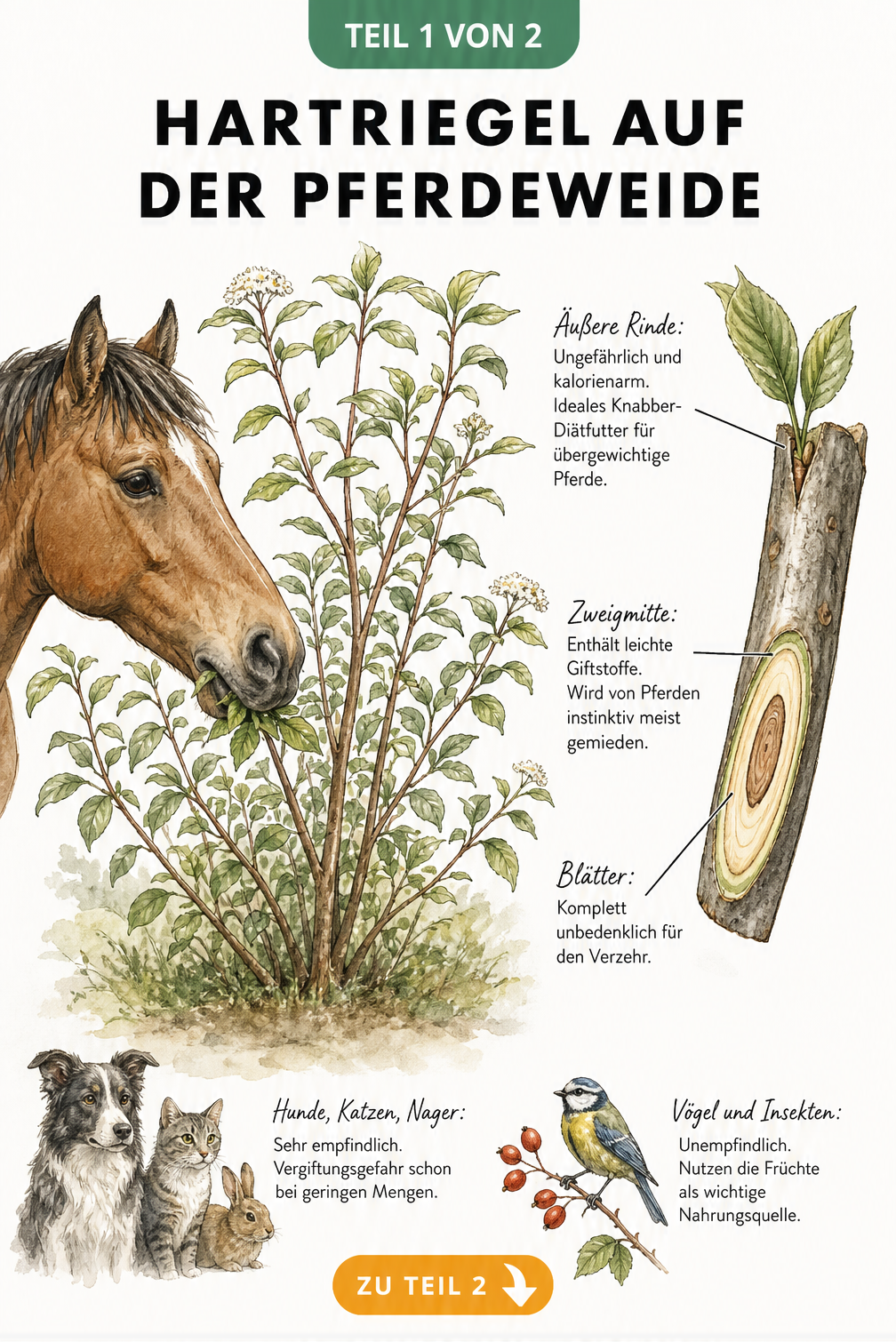 Botanische Illustration eines Hartriegelstrauchs mit Pferdekopf und Querschnitt eines Zweigs, der die Giftigkeit der Pflanzenteile erklärt.