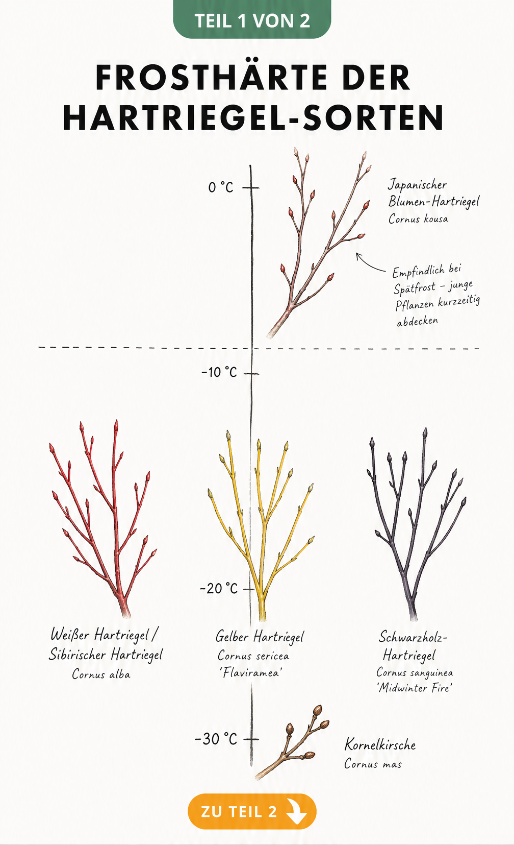 Illustration der Frosthärte verschiedener Hartriegel-Sorten auf einer Temperaturachse bis -30 °C
