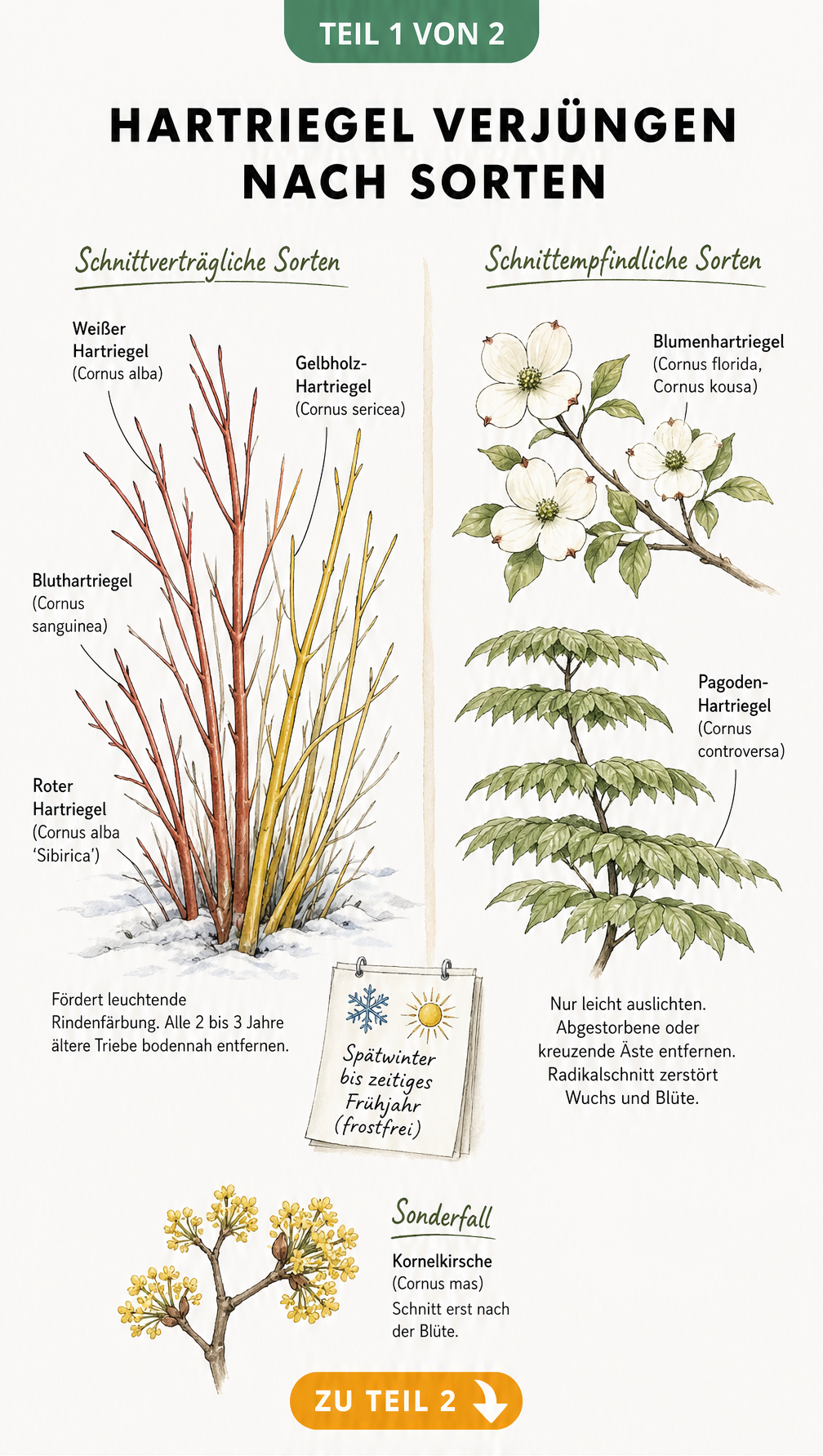 Illustration verschiedener Hartriegel-Sorten und deren Schnittverträglichkeit