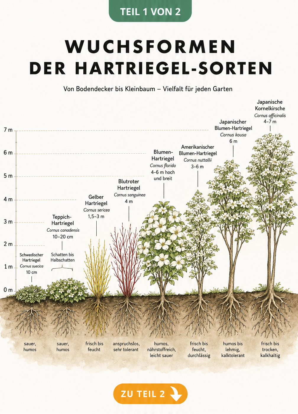 Botanische Maßstabs-Tafel der Wuchsformen verschiedener Hartriegel-Sorten von Bodendeckern bis zu Kleinbäumen