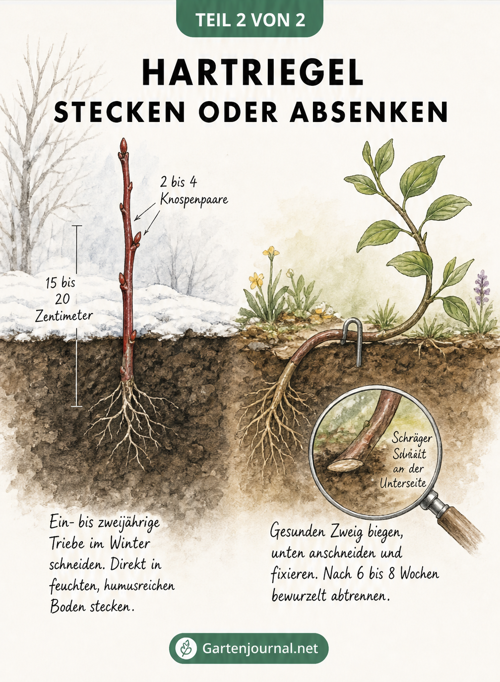 Querschnitt-Zeichnung der Erde, die links das Stecken eines Hartriegel-Zweigs im Winter und rechts das Absenken eines Zweigs im Frühjahr zeigt