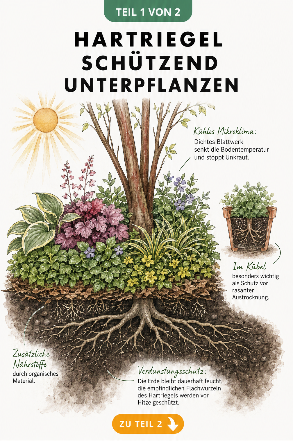Botanische Schnittzeichnung eines Hartriegels mit dichter Unterpflanzung, die das Mikroklima und den Verdunstungsschutz im Boden zeigt