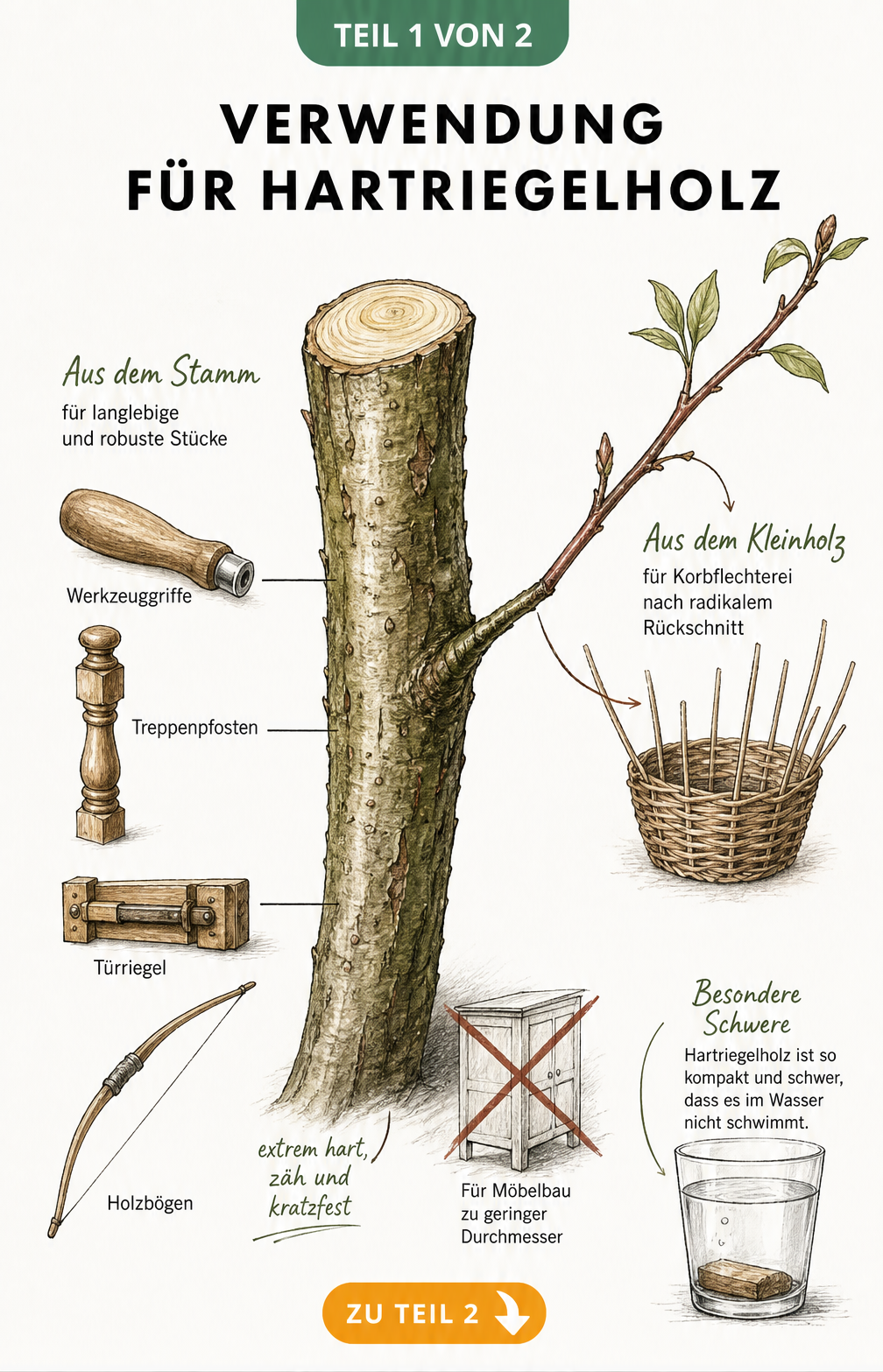 Illustration der Verwendungsmöglichkeiten von Hartriegelholz wie Werkzeuggriffe, Treppenpfosten und Korbflechterei