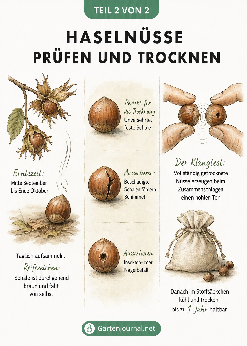 Schautafel zum Lebenszyklus der Haselnuss: Ernte, Auslese von beschädigten Nüssen und Klangtest zur Prüfung des Trocknungsgrads.
