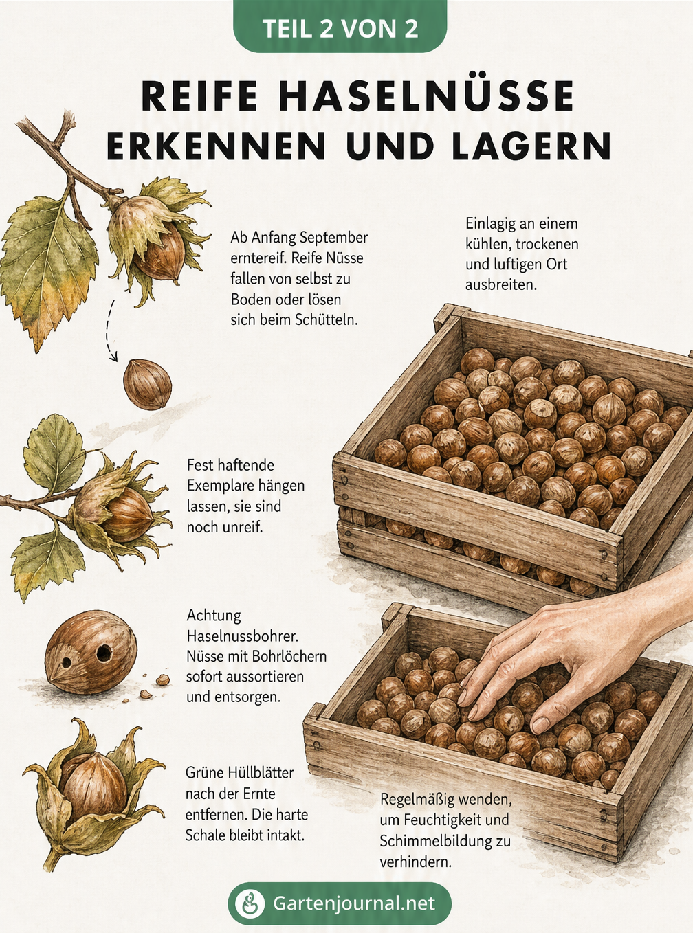 Illustration eines Haselnusszweigs im Spätsommer und einer Holzkiste zur Trocknung der Nüsse