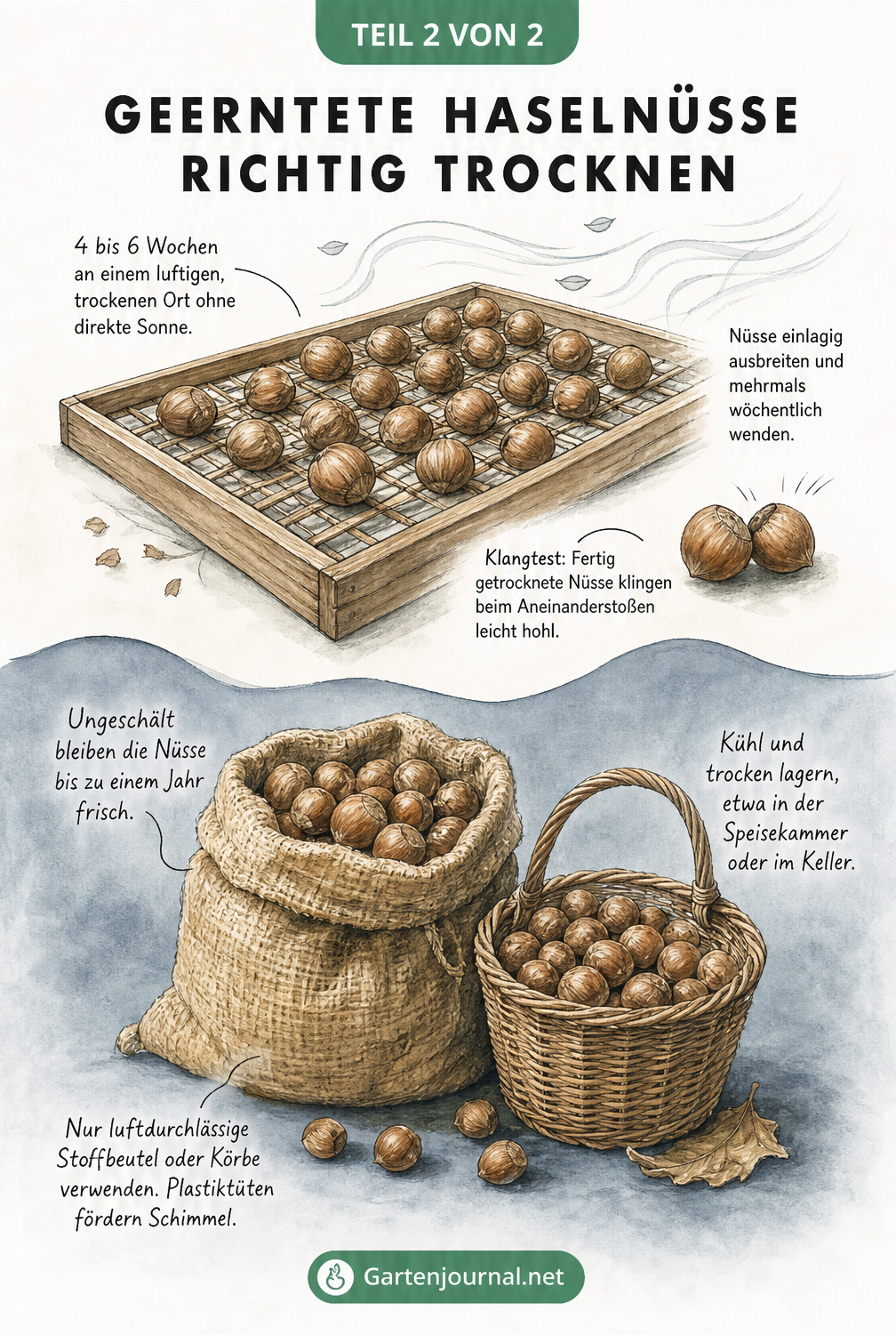 Illustration von Haselnüssen auf einem Holzrost zum Trocknen und in einem Jutesack zur Lagerung