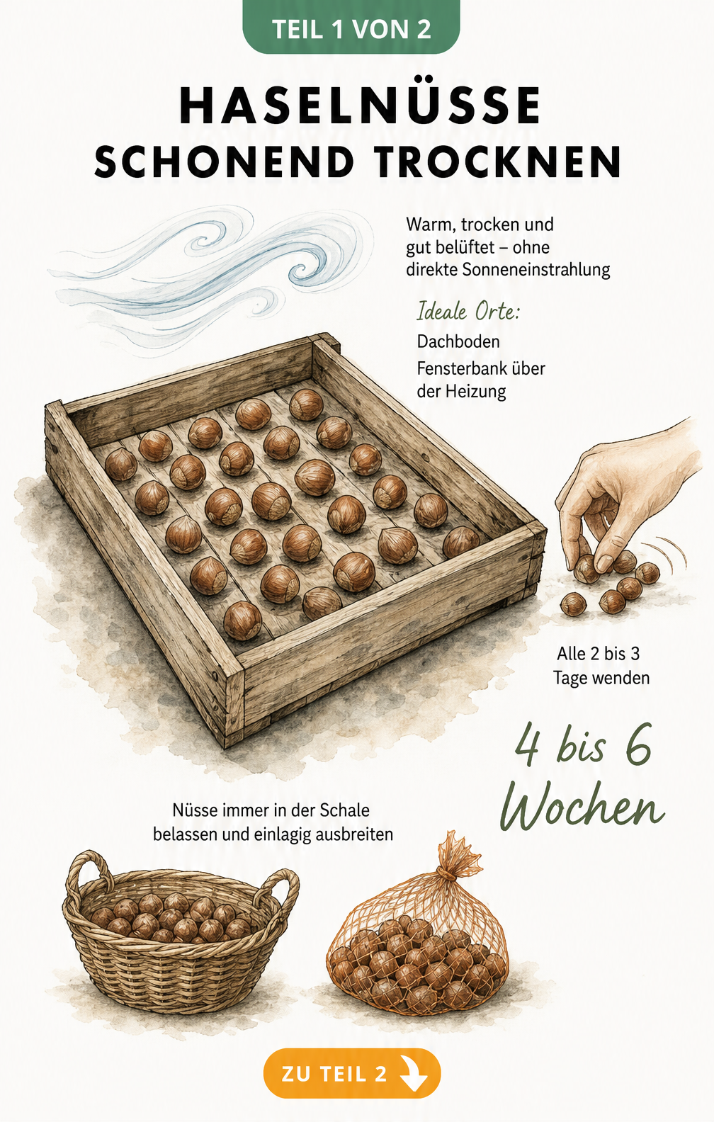 Illustration einer Holzsteige mit ungeschälten Haselnüssen zum Trocknen, umgeben von Hinweisen zu Raumklima und Dauer.