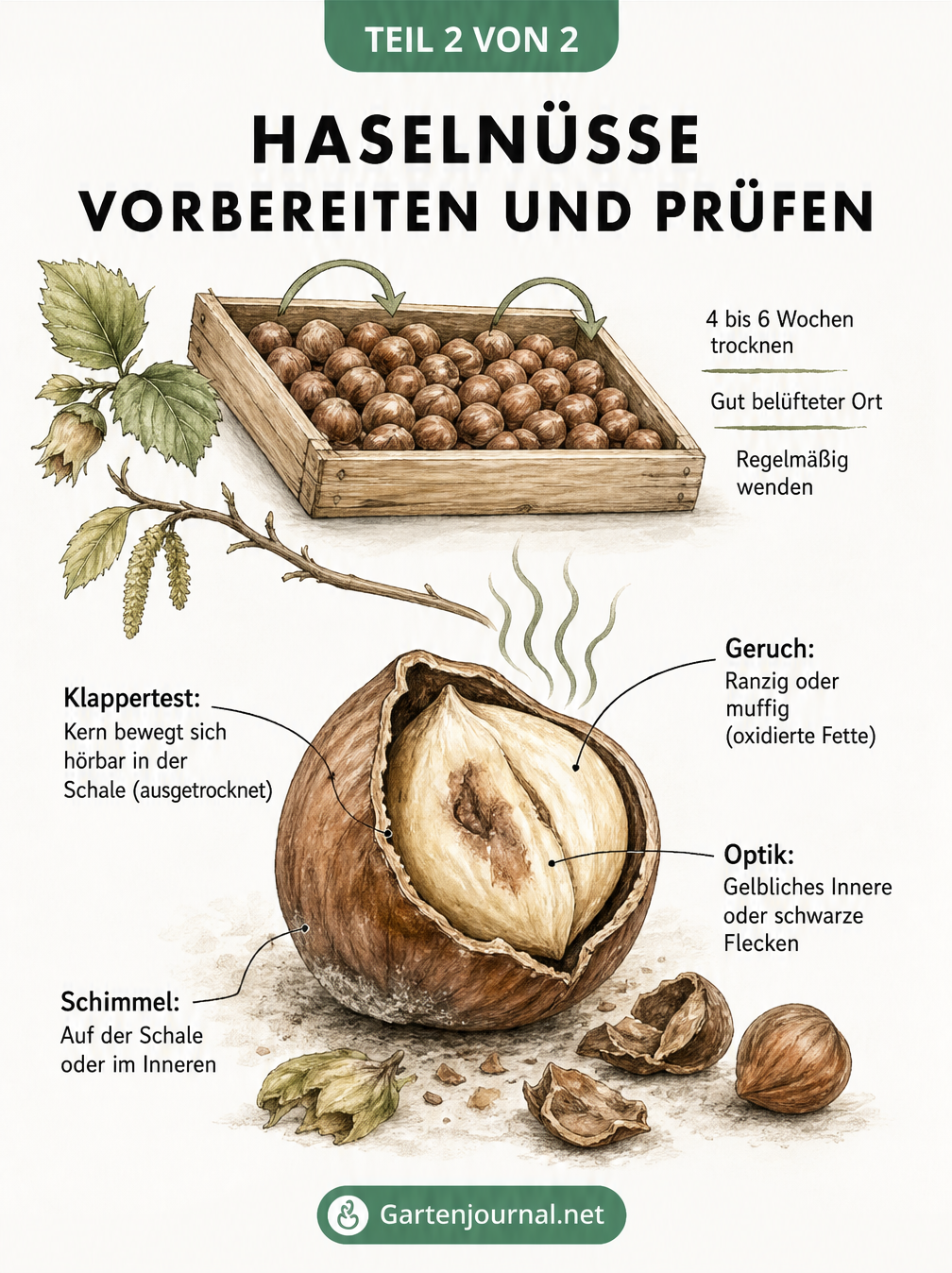 Illustration zur Vorbereitung von Haselnüssen: Trocknen in einer Holzkiste und Qualitätsprüfung einer aufgebrochenen Nuss auf Schimmel und Geruch