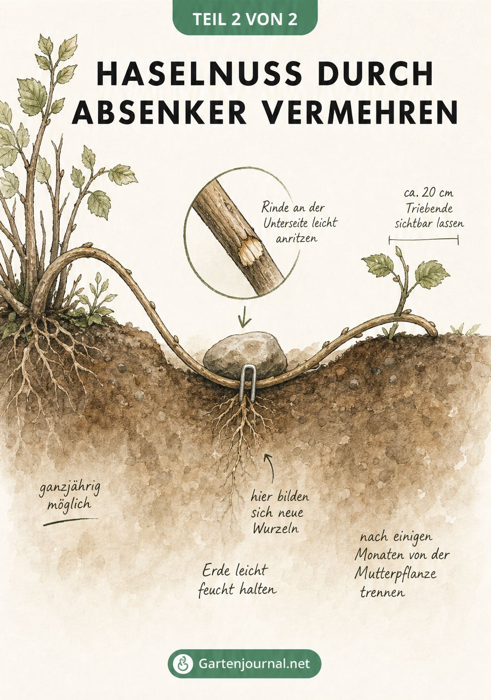 Querschnitt-Zeichnung eines Haselnuss-Absenkers: Ein Trieb wird in die Erde gebogen, fixiert und bildet an der angeritzten Stelle neue Wurzeln.