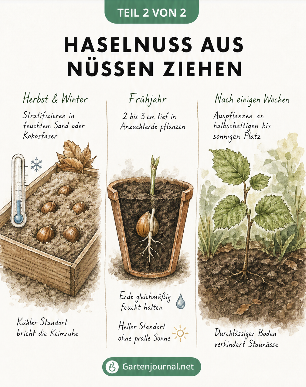 Aquarell-Zeichnung: Haselnuss-Anzucht von der Stratifizierung im Winter bis zum Sämling im Frühjahr