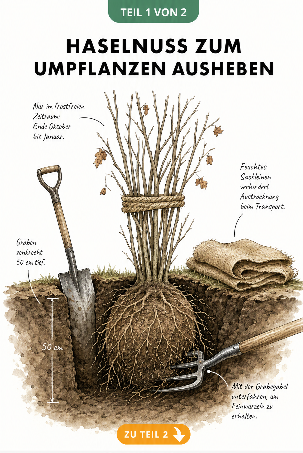 Querschnitt-Illustration eines Haselnussstrauchs beim Ausgraben mit Spaten und Grabegabel im Winter