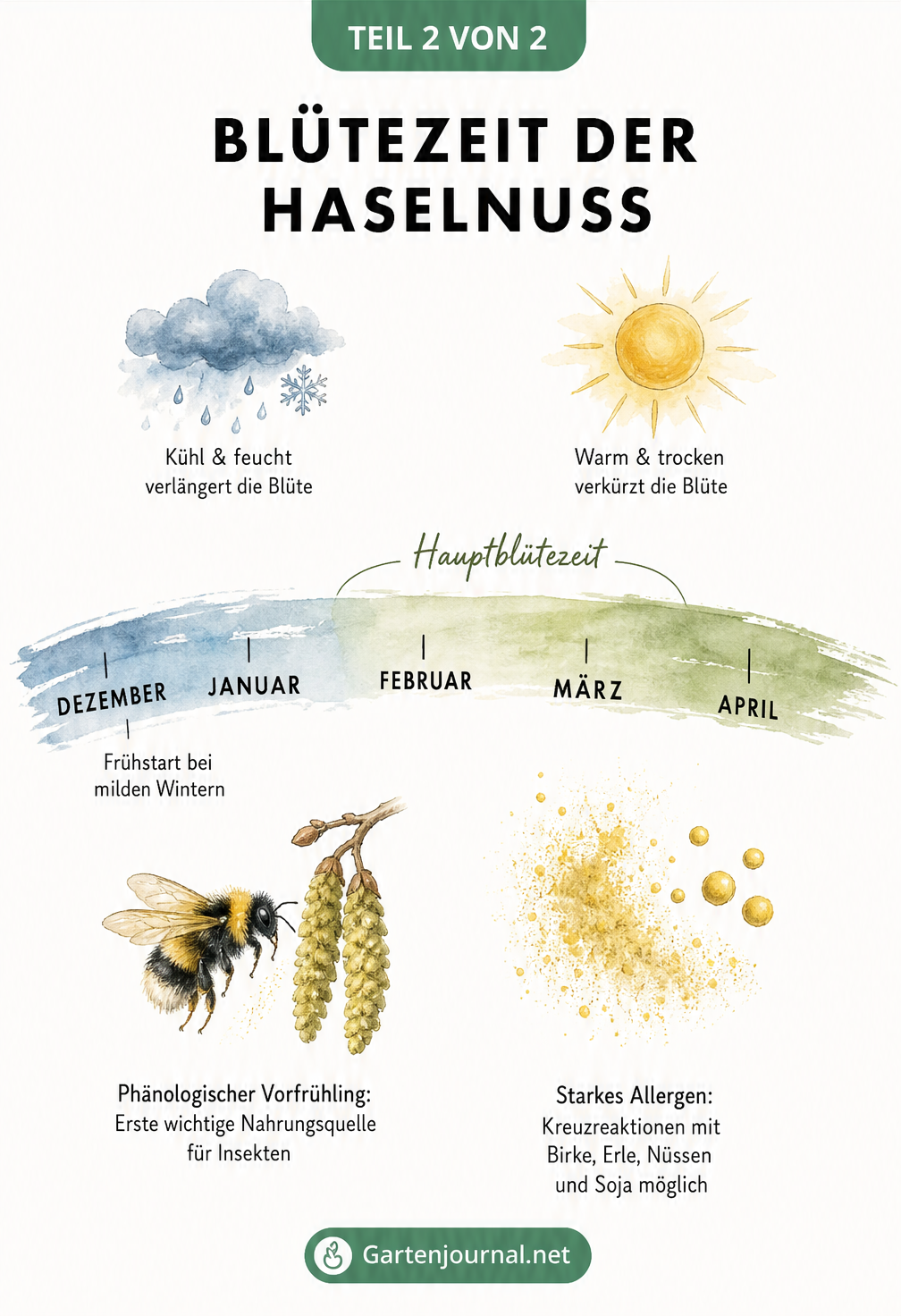 Zeitstrahl zur Blütezeit der Haselnuss von Dezember bis April mit Hinweisen zu Witterungseinflüssen und Allergien