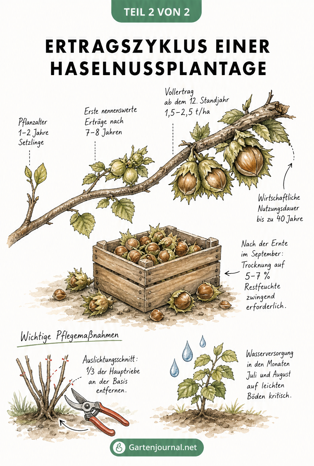 Aquarell-Illustration eines Haselnussastes, der den Ertragszyklus von der Pflanzung bis zum Vollertrag zeigt
