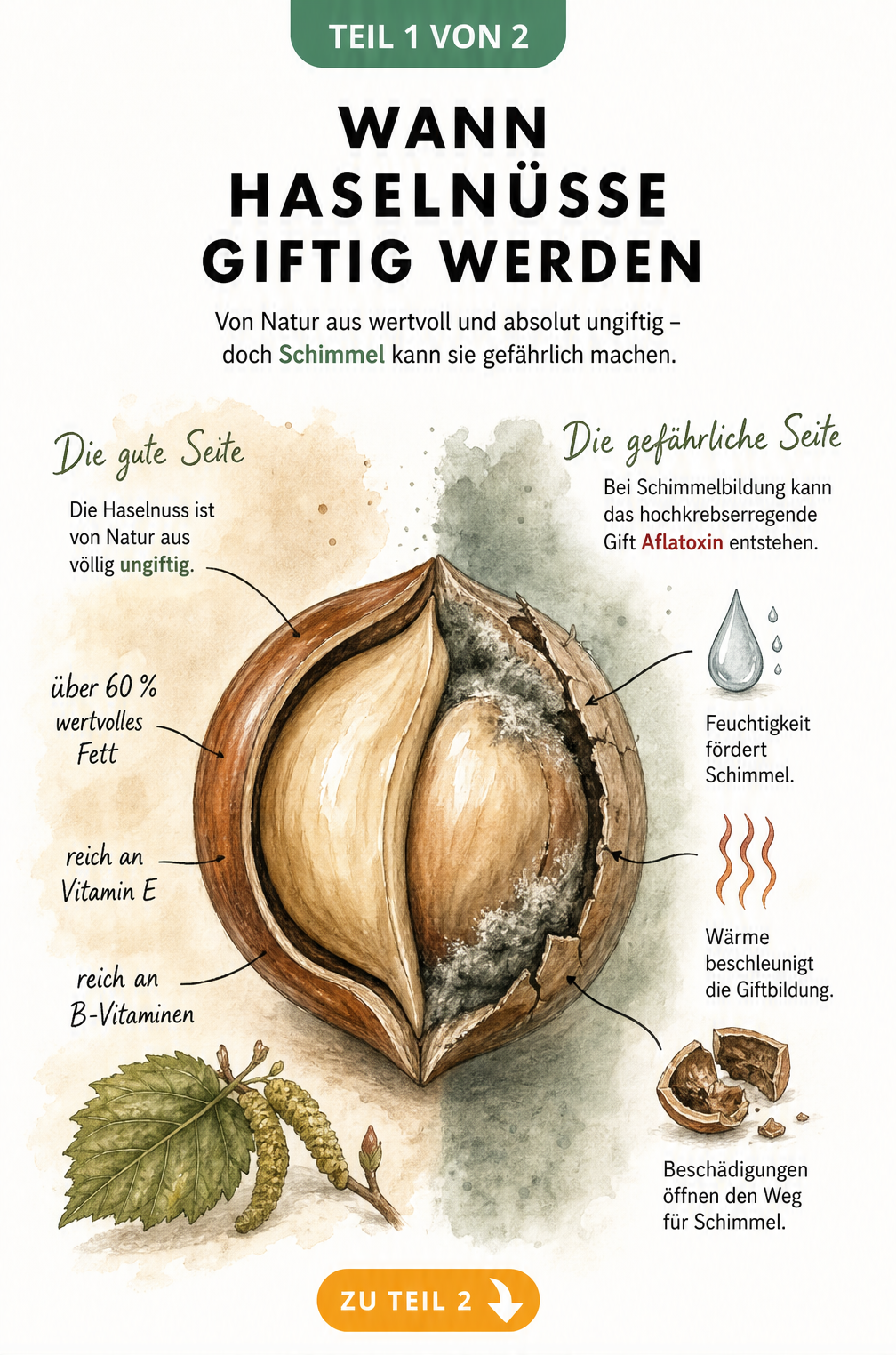 Illustration einer Haselnuss, die links gesund und rechts schimmelig ist, mit Erklärungen zu Inhaltsstoffen und Aflatoxin.