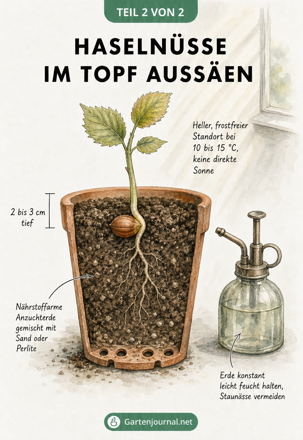 Querschnitt eines Terrakotta-Topfes mit keimender Haselnuss in Anzuchterde und Pflegehinweisen
