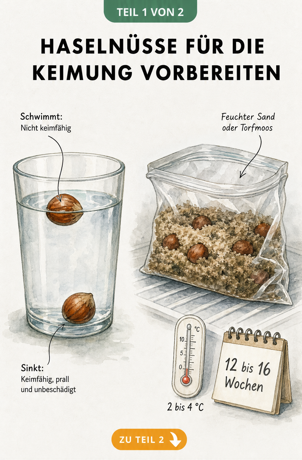 Illustration zur Vorbereitung von Haselnüssen für die Keimung: Schwimmtest im Wasserglas und Stratifizierung im Kühlschrank