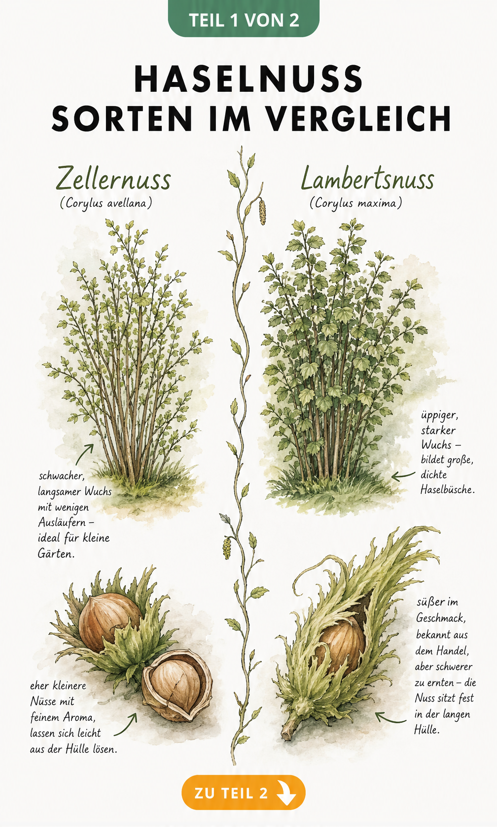 Botanische Illustration der Zellernuss und Lambertsnuss im Vergleich mit Wuchsbild und Frucht