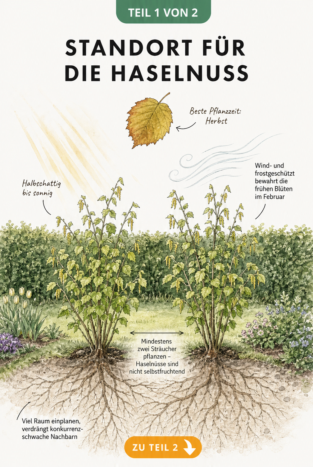 Botanische Illustration zweier Haselnusssträucher im Garten mit Hinweisen zu Standort, Licht und Pflanzabstand.
