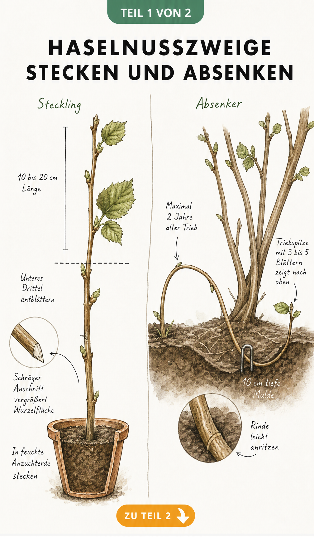 Botanische Illustration: Haselnusszweig als Steckling im Tontopf und Absenker im Boden