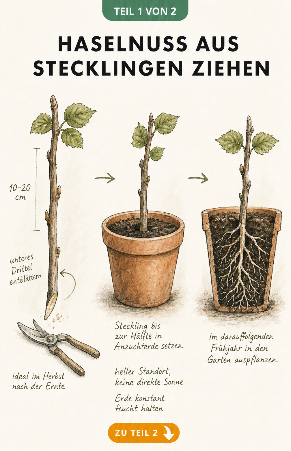 Illustration eines Haselnuss-Stecklings in drei Phasen: vom abgeschnittenen Zweig über das Einpflanzen in einen Tontopf bis zur Wurzelbildung.