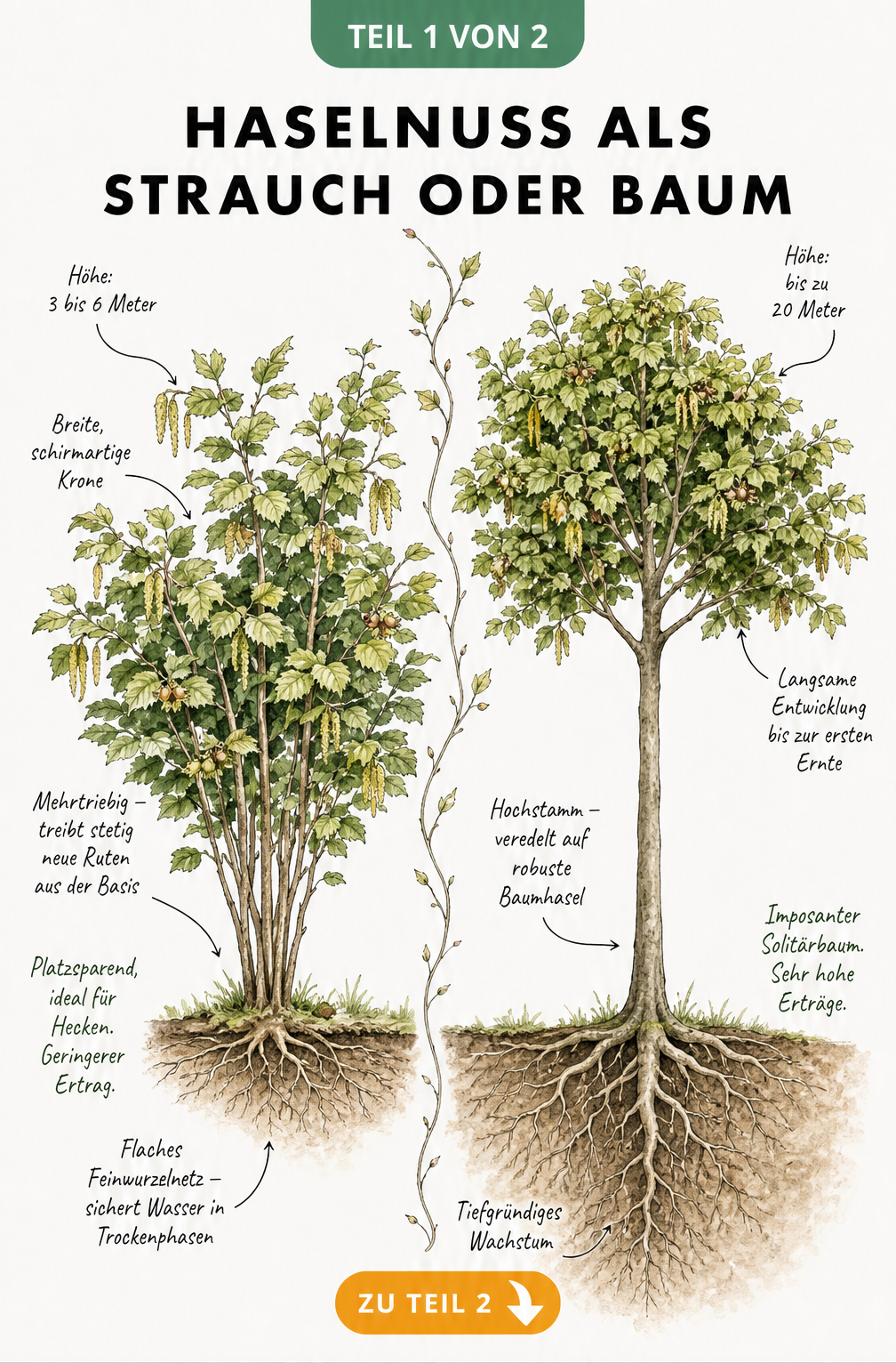 Botanische Illustration eines Haselnussstrauchs und eines Haselnussbaums im Vergleich mit Wurzelwerk und Wuchshöhe