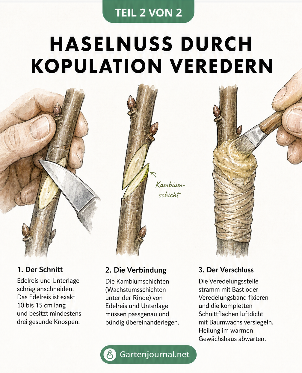 Drei Detailzeichnungen zur Kopulation einer Haselnuss: Schräger Schnitt an Edelreis und Unterlage, passgenaues Verbinden der Kambiumschichten und Versiegeln...