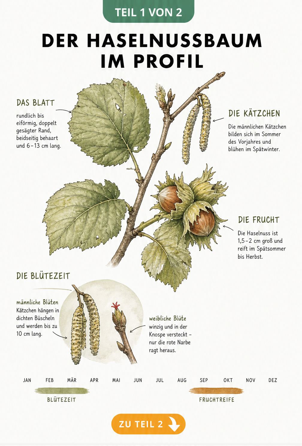 Botanische Illustration eines Haselnusszweiges mit Blättern, Nüssen und Kätzchen sowie Details zur Blütezeit