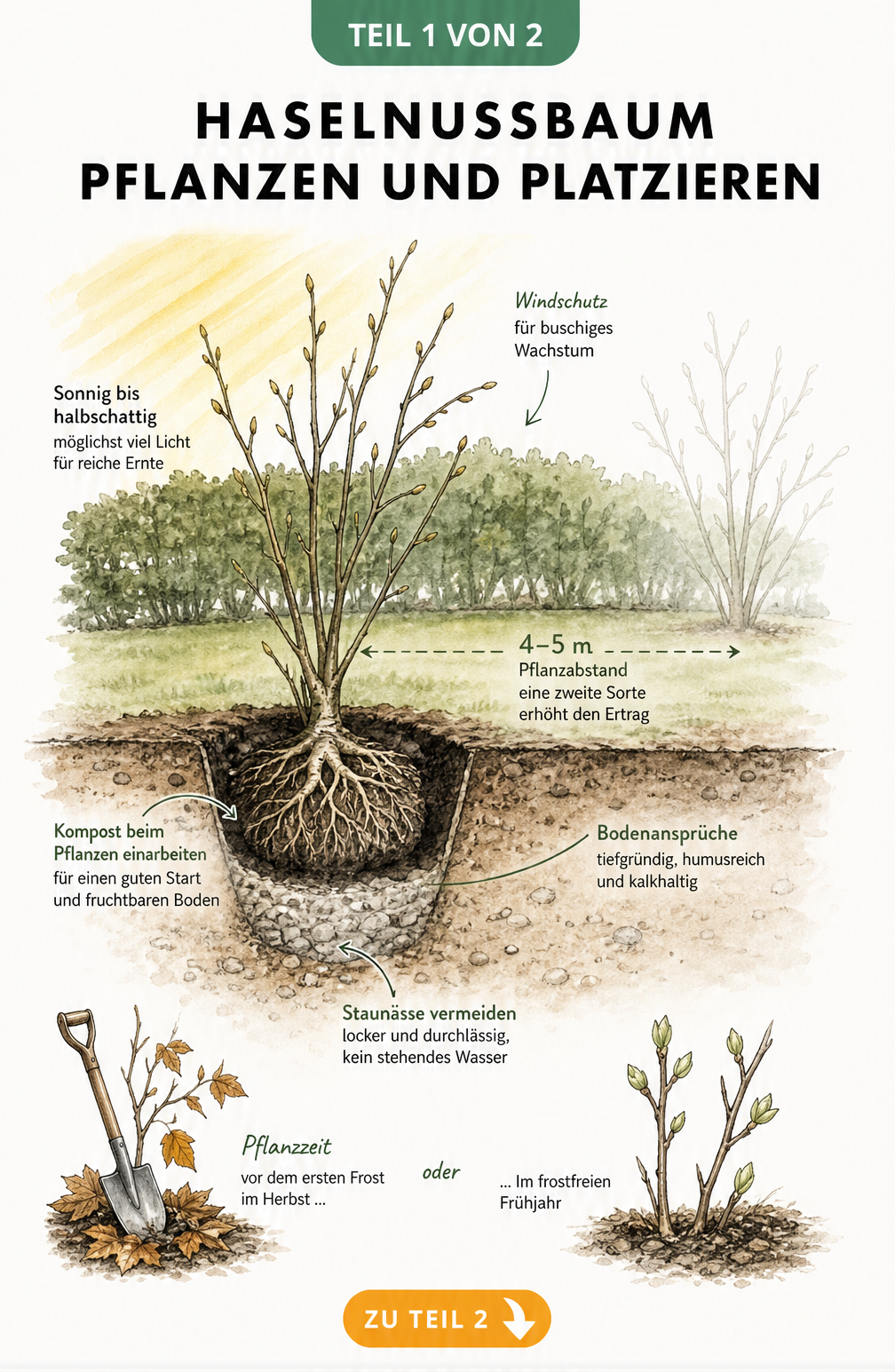 Querschnitt eines Gartenbeets mit einem jungen Haselnussbaum, der den idealen Standort, Pflanzabstand und die Bodenbeschaffenheit zeigt.
