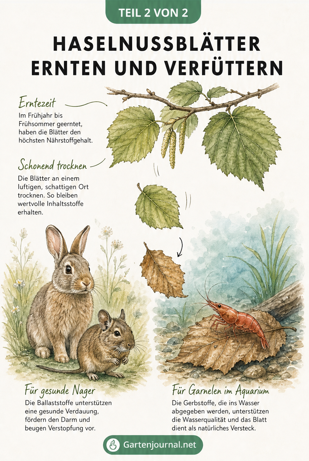 Illustration eines Haselnusszweigs mit Erntehinweisen sowie Nagetieren und Garnelen, die getrocknete Haselnussblätter fressen