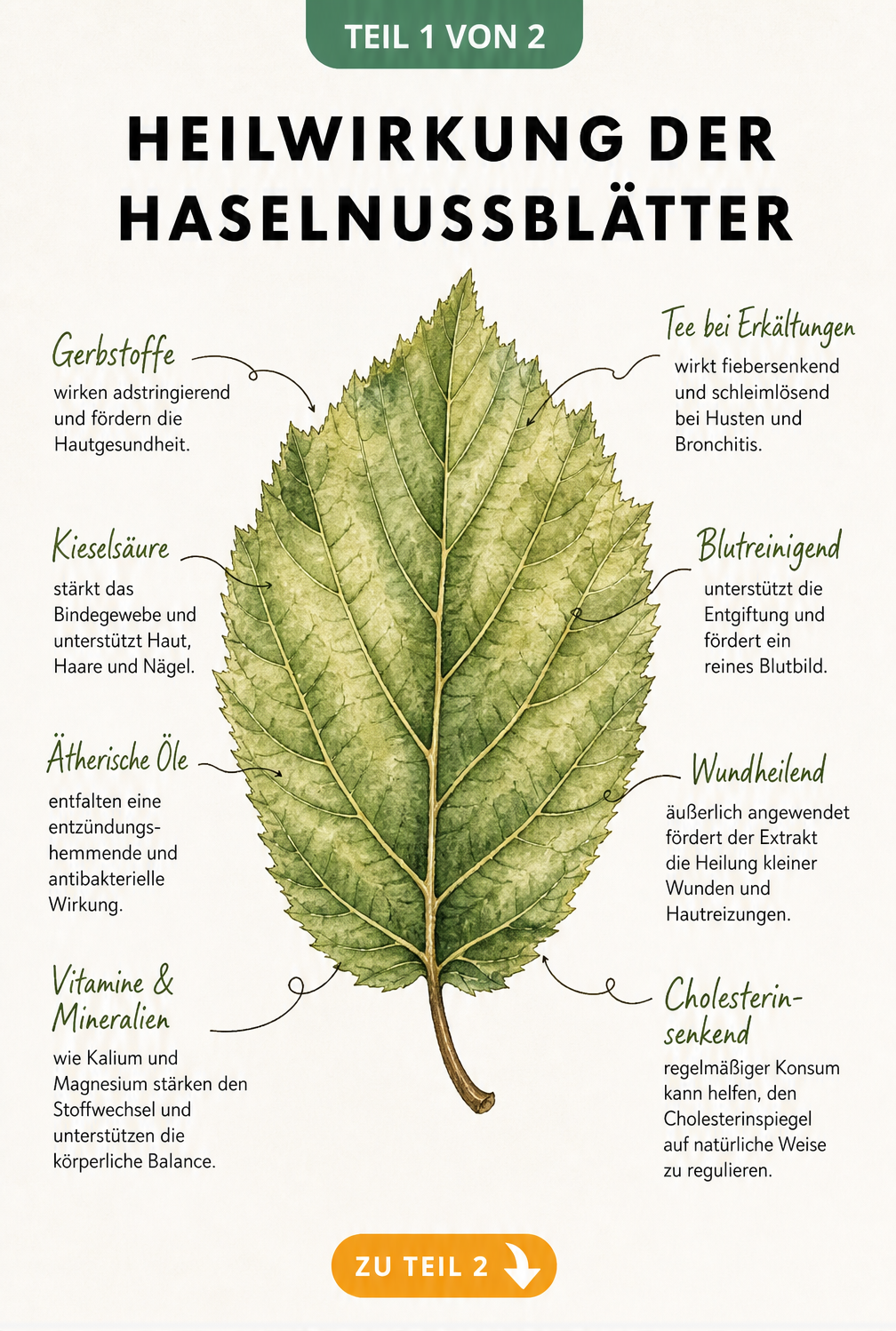 Botanische Illustration eines Haselnussblattes mit Inhaltsstoffen wie Gerbstoffen und medizinischen Anwendungen wie fiebersenkendem Tee