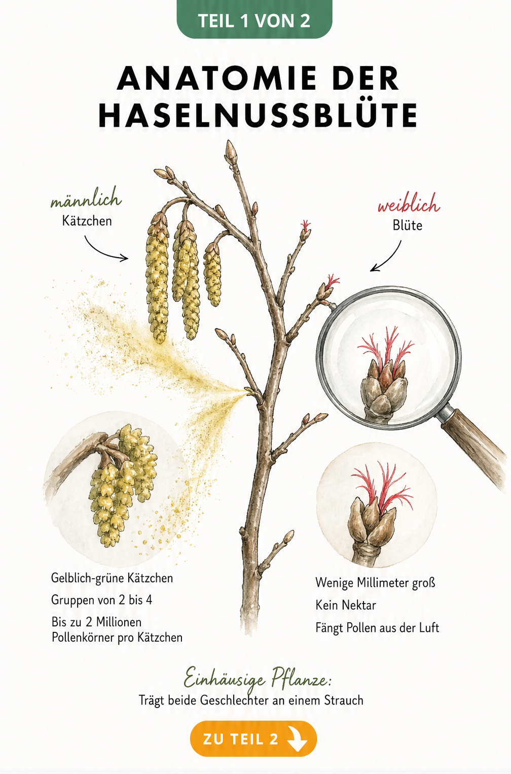 Botanische Illustration eines Haselnusszweigs mit männlichen Kätzchen und weiblichen Blüten in Vergrößerung