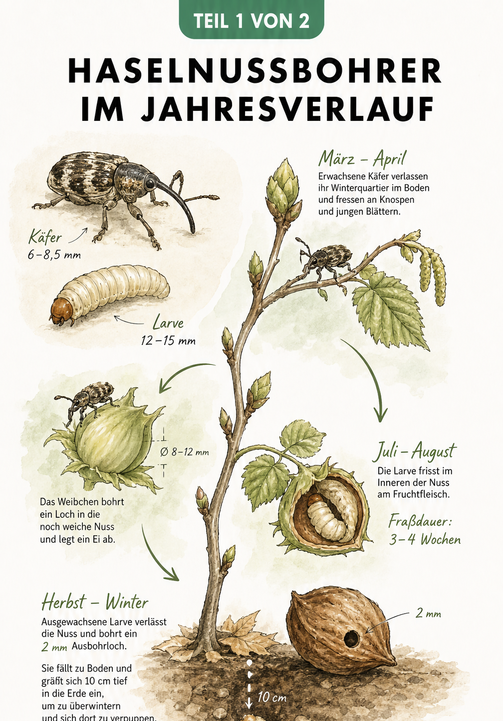 Botanische Illustration des Haselnussbohrers und seines Lebenszyklus im Jahresverlauf