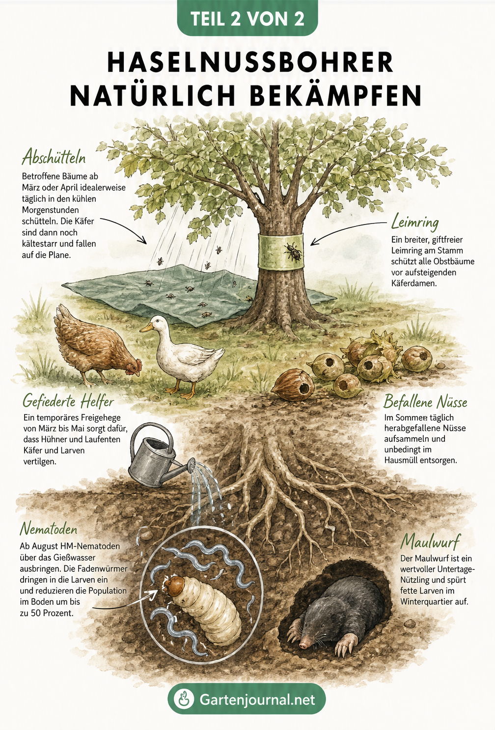 Illustration verschiedener biologischer Bekämpfungsmethoden gegen den Haselnussbohrer im Garten