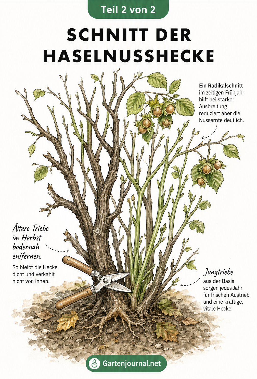 Botanische Zeichnung eines Haselnussstrauchs, die den richtigen Rückschnitt alter und junger Triebe zeigt