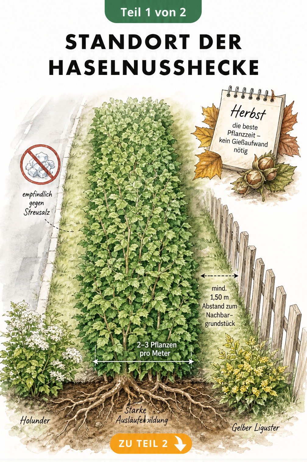 Gartenplan aus der Vogelperspektive zeigt den idealen Standort und Pflanzabstand für eine Haselnusshecke