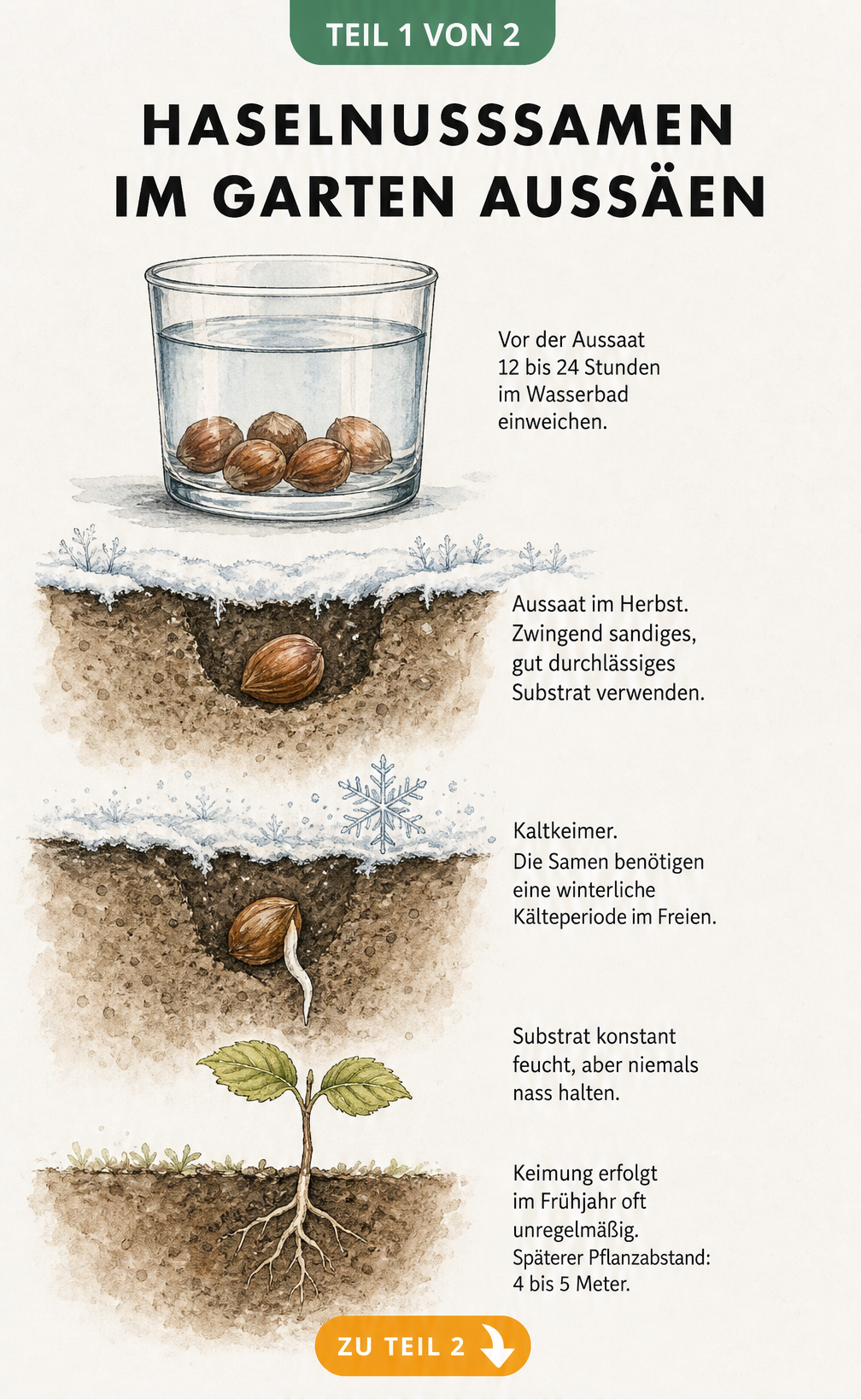 Botanische Schnittgrafik zur Aussaat von Haselnusssamen mit Wasserglas, Erdschnitt und Frühlingsaustrieb