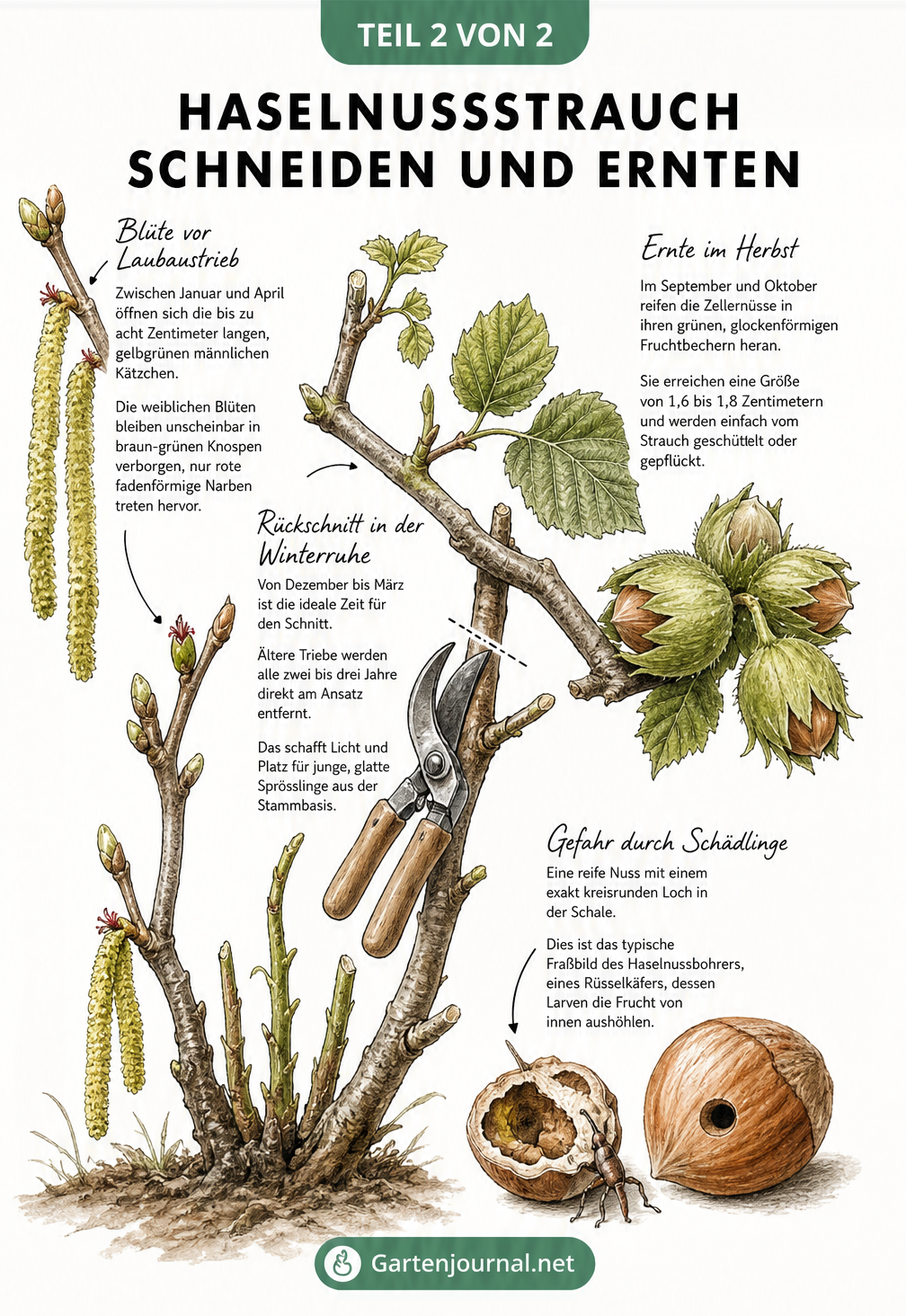 Nahaufnahme eines Haselnusszweiges mit Blüten, Nüssen und Schnittstellen