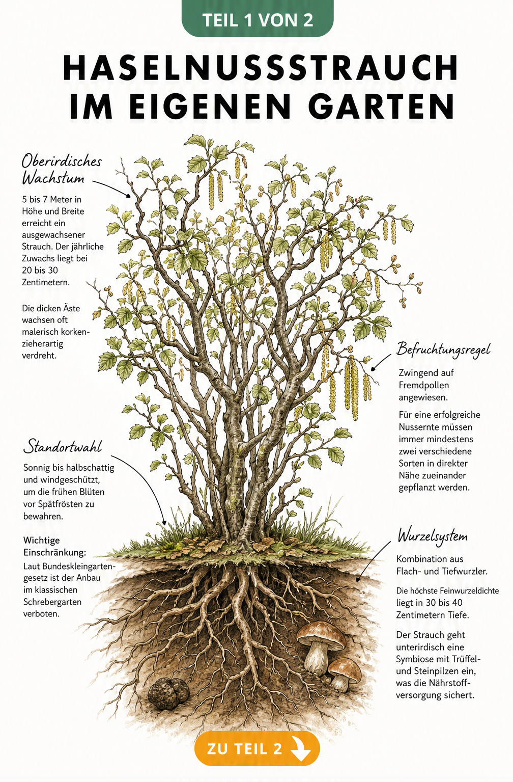 Illustration eines Haselnussstrauchs mit oberirdischem Wuchs und Wurzelsystem