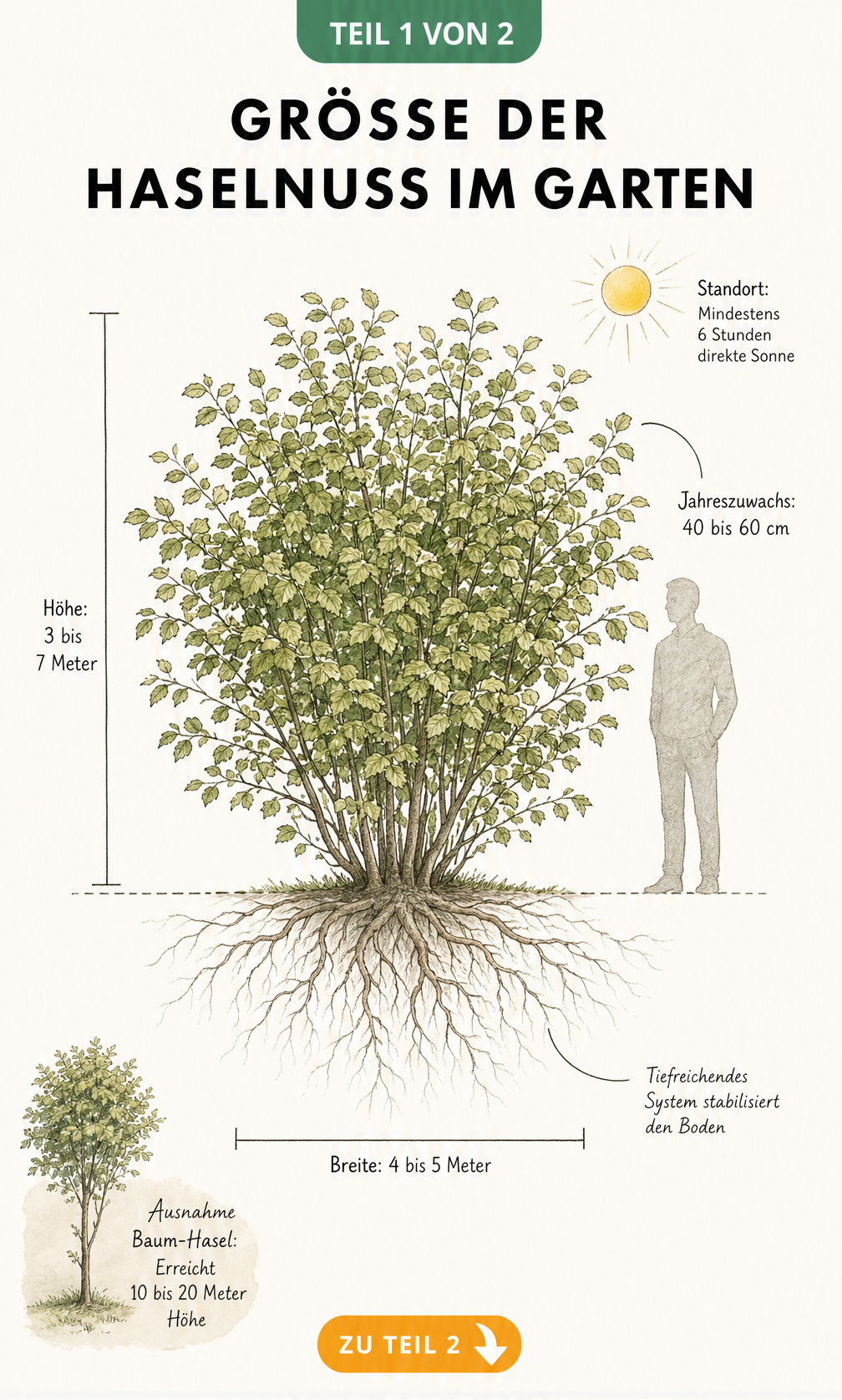 Botanische Skizze eines Haselnussstrauchs mit Maßangaben zu Höhe, Breite und Jahreszuwachs