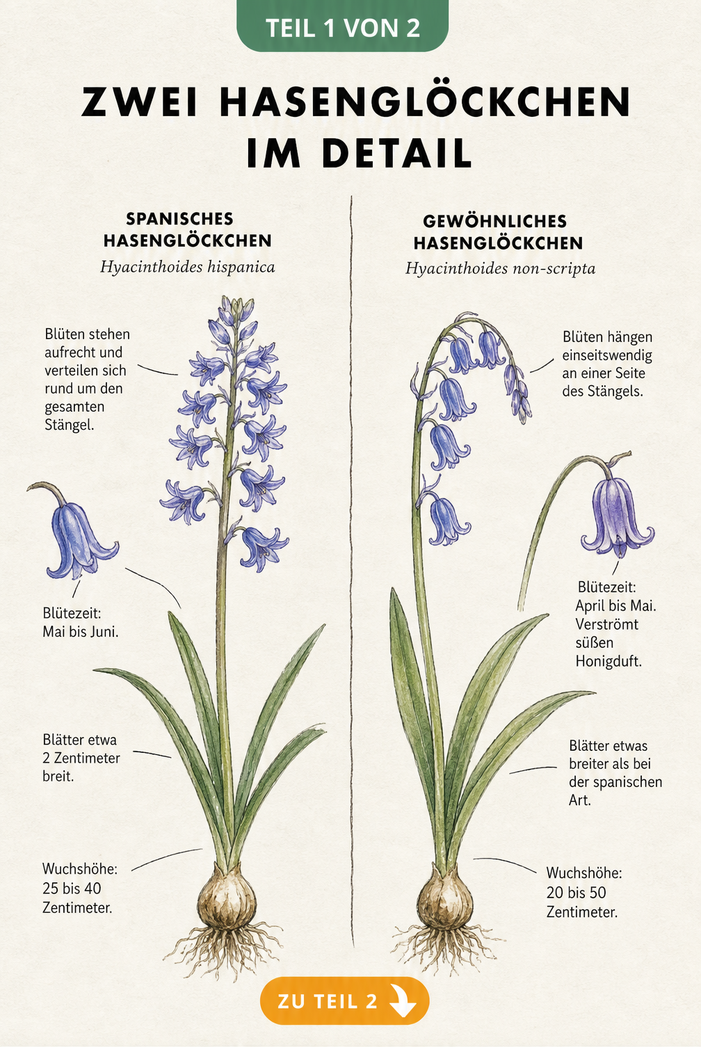 Botanische Illustration von Spanischem und Gewöhnlichem Hasenglöckchen mit Merkmalen wie Wuchshöhe und Blütezeit