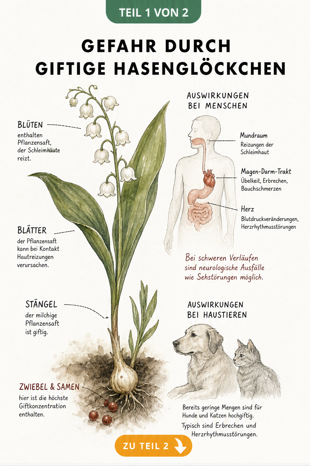 Botanische Illustration eines Hasenglöckchens mit Markierungen zur Giftigkeit in Blüten, Blättern, Zwiebel und Samen sowie den Auswirkungen auf Mensch und Tier.