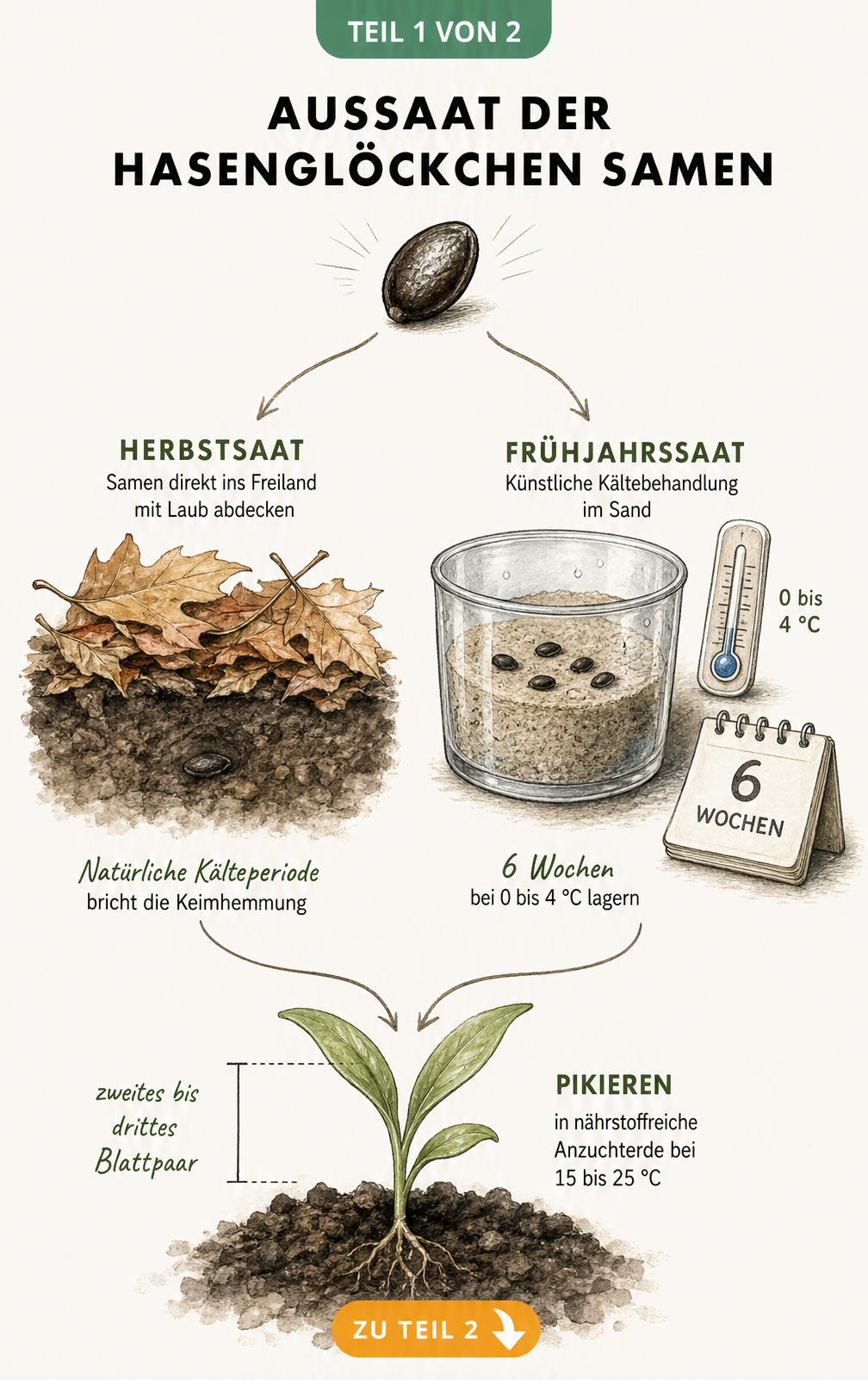 Botanische Illustration zur Aussaat von Hasenglöckchen-Samen im Herbst und Frühjahr