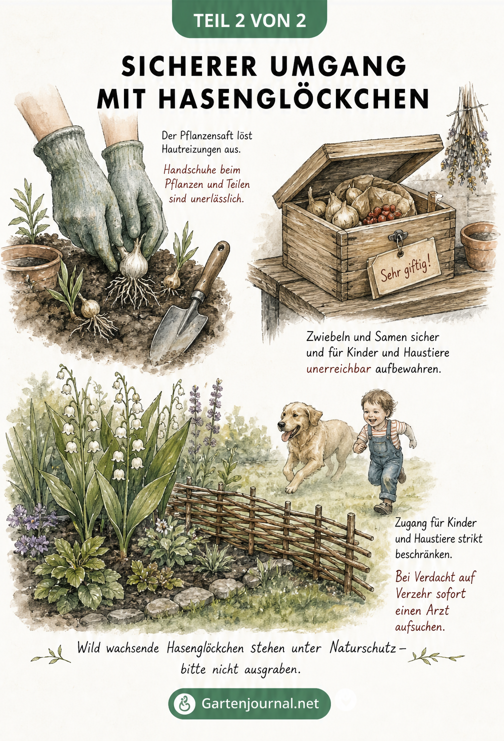 Illustration einer Gartenszene, die den sicheren Umgang mit Hasenglöckchen zeigt: Pflanzen mit Handschuhen, sichere Lagerung von Zwiebeln und ein abgezäuntes...