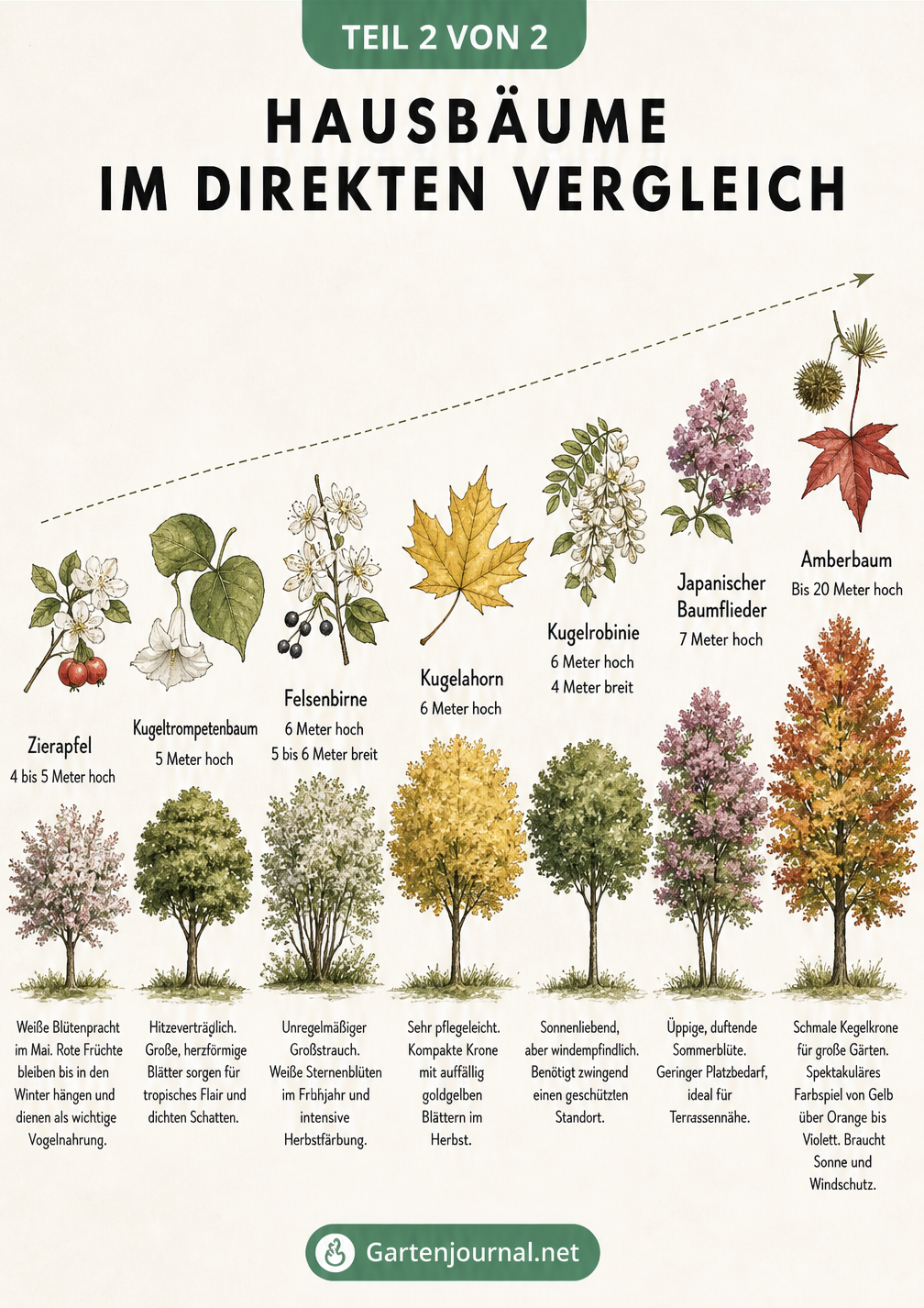 Vergleich von sieben Hausbäumen mit Endhöhe und besonderen Merkmalen wie Blüten und Herbstfärbung