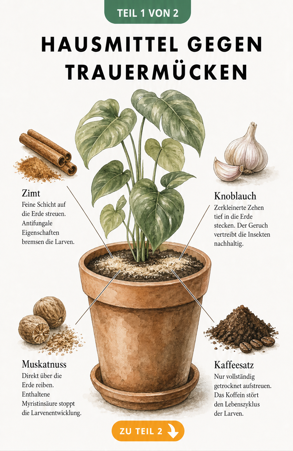 Illustration eines Blumentopfs mit Zimt, Knoblauch, Muskatnuss und Kaffeesatz als Hausmittel gegen Trauermücken