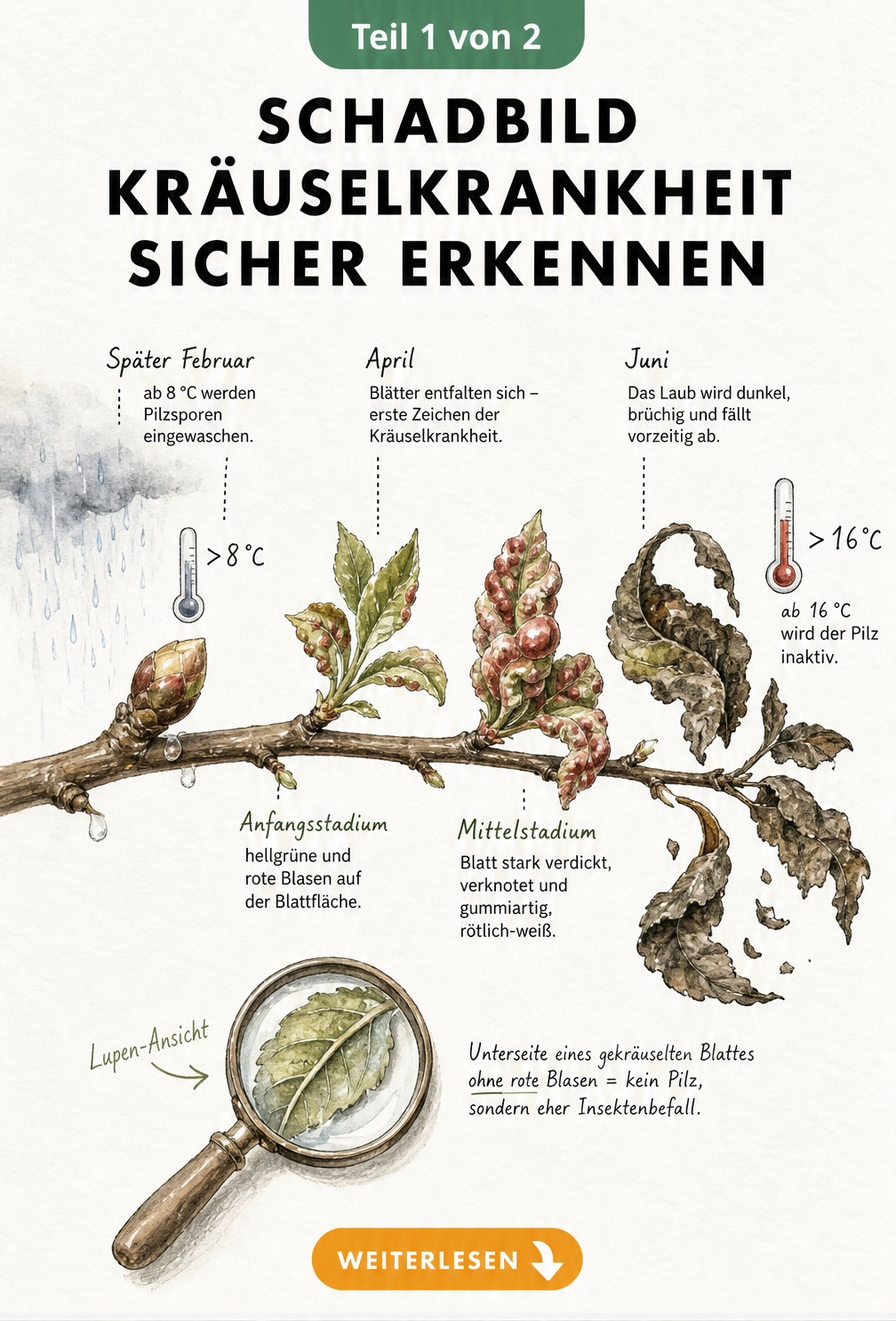 Illustration einer Werkbank mit Hausmitteln wie Essig, Milch, Schachtelhalm und Natron zur Behandlung der Kräuselkrankheit
