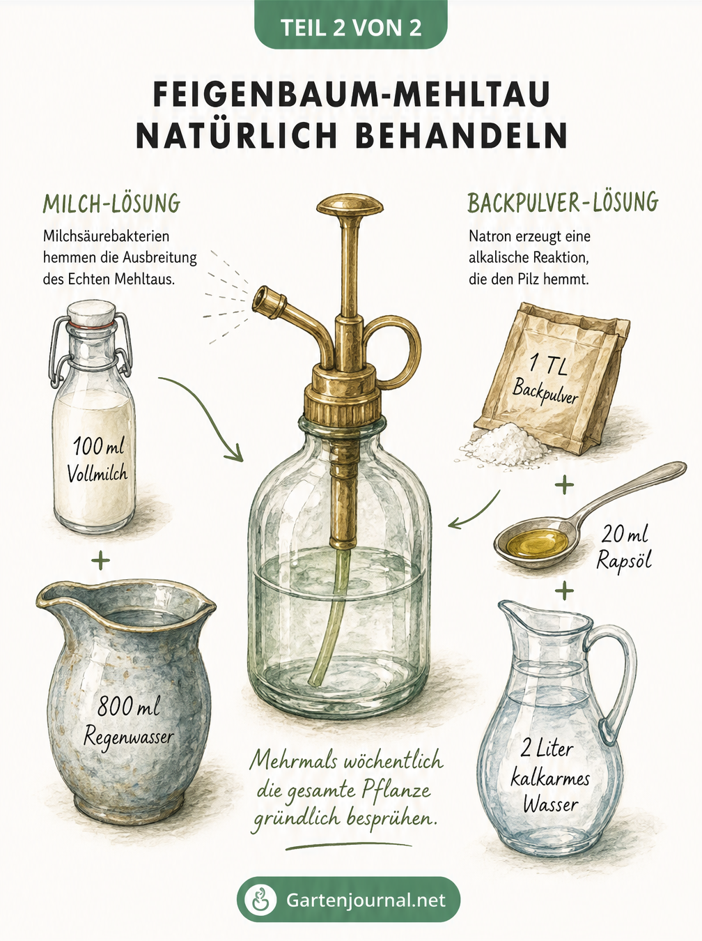 Illustration von Hausmitteln gegen Mehltau: Milch-Wasser-Mischung und Backpulver-Öl-Lösung