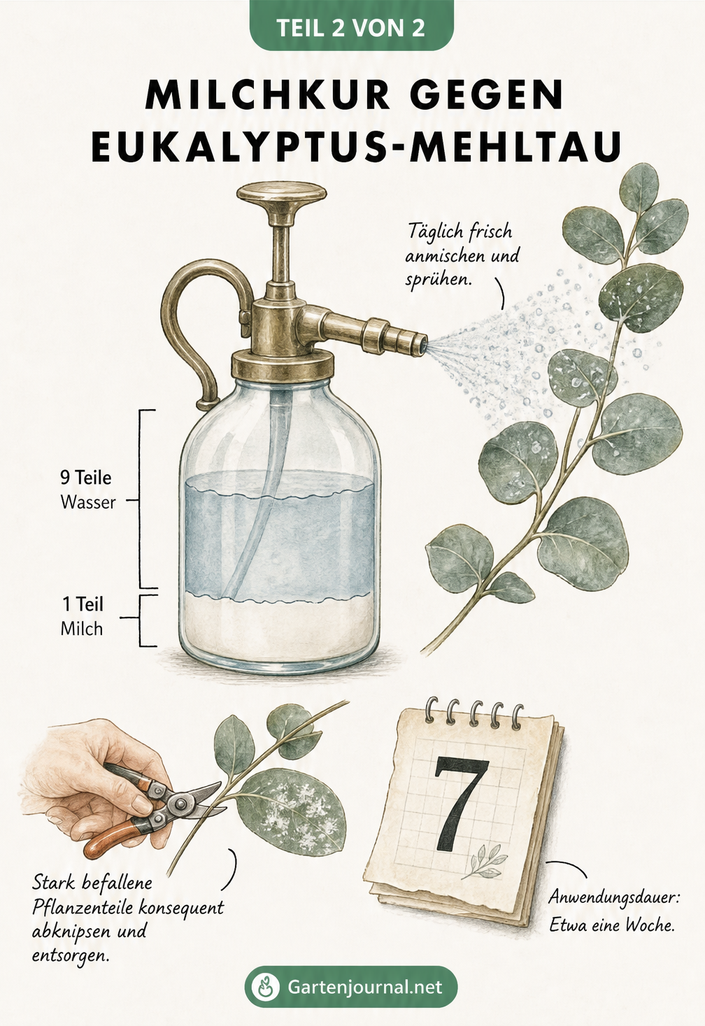 Skizze einer Sprühflasche mit einer Mischung aus 1 Teil Milch und 9 Teilen Wasser zur Behandlung von Mehltau an Eukalyptus