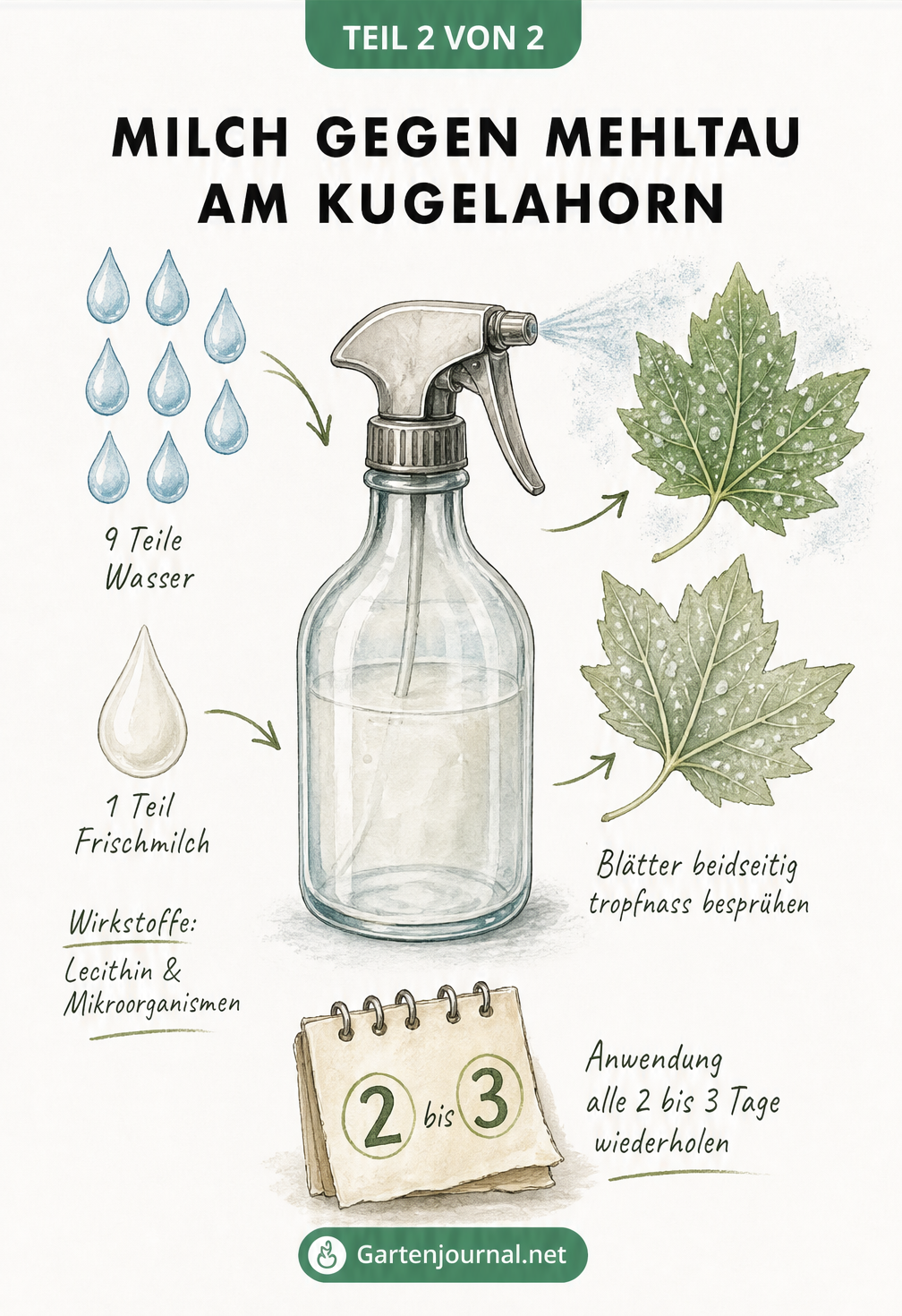 Rezept für ein Hausmittel gegen Mehltau aus Wasser und Frischmilch in einer Sprühflasche